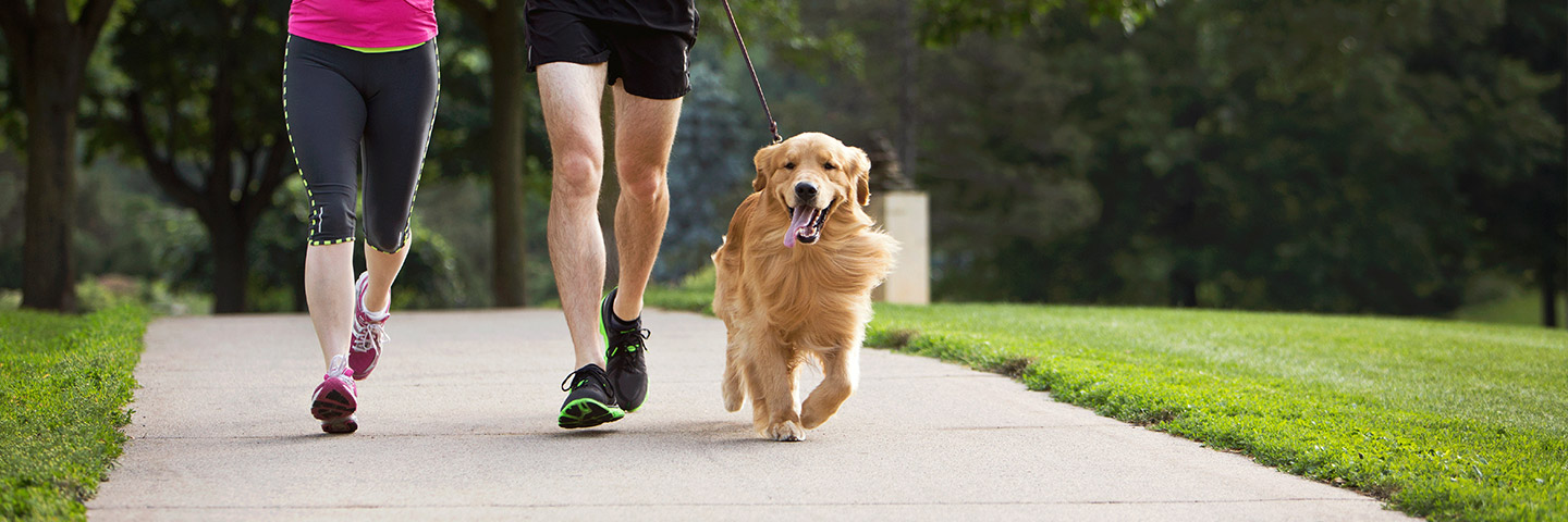 DogWatch SE, Hamilton, Georgia | Electronic Dog Training Collars Footer Image Image