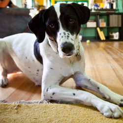 DogWatch SE, Hamilton, Georgia | Indoor Pet Boundaries Contact Us Image