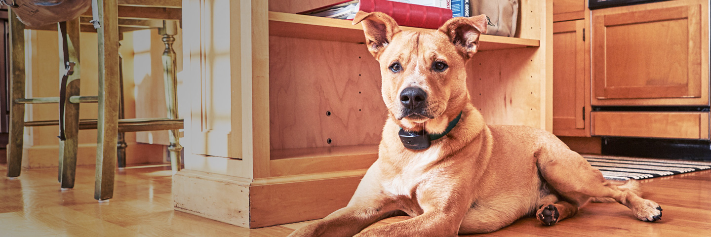 DogWatch SE, Hamilton, Georgia | Indoor Pet Fences Slider Image